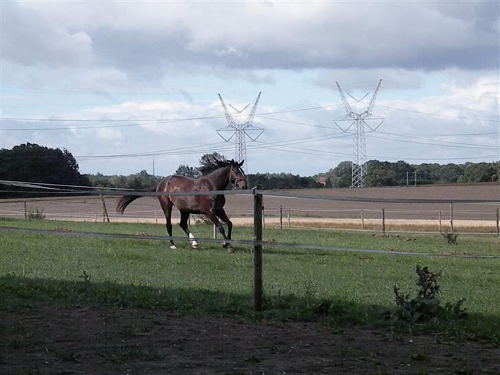 Holstener La Mari-Bell - I fuld firspring på folden billede 8