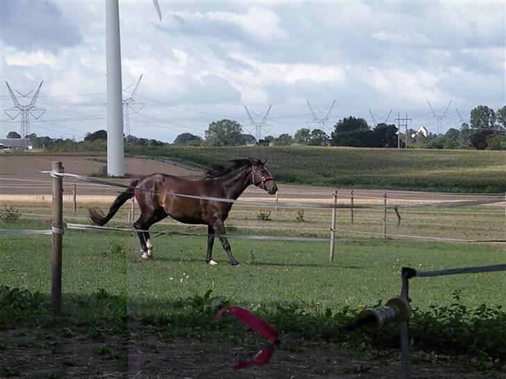 Holstener La Mari-Bell - I fuld firspring på folden billede 9