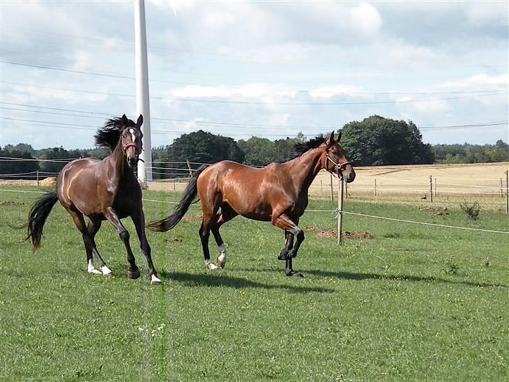 Holstener La Mari-Bell - Toya og Mari tager en lille løbetur sammen billede 10