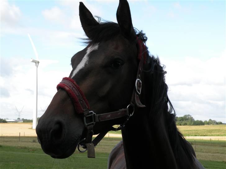 Holstener La Mari-Bell - Et styk nysgerrig hest billede 11