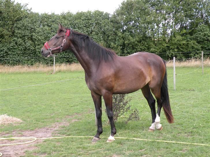 Holstener La Mari-Bell - hmm er der mon mere græs længere ude.... billede 14