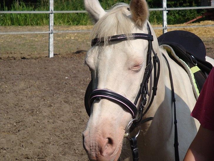 Palomino Millenium - mit hoveder er søde syntes  i ikke

Foto. Flemming / Far billede 1