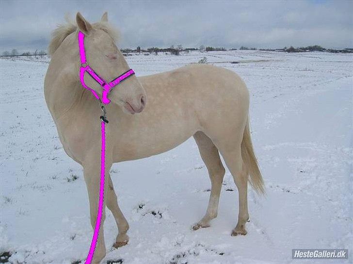 Palomino Millenium - smukke smukke dejlige mille pigen billede 5