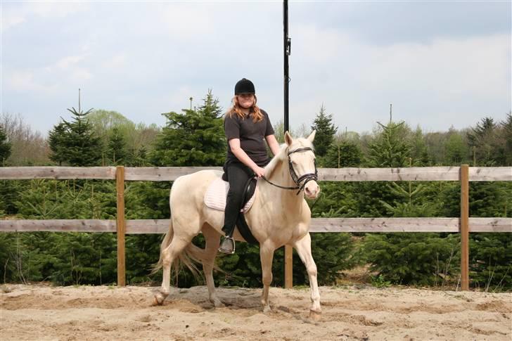 Palomino Millenium - vvi drejer lige billede 9