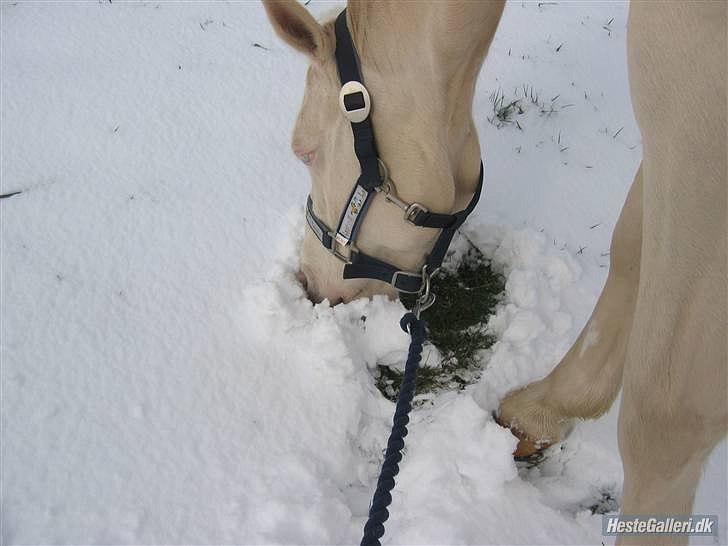 Palomino Millenium - mille hved gammel ejer billede 10