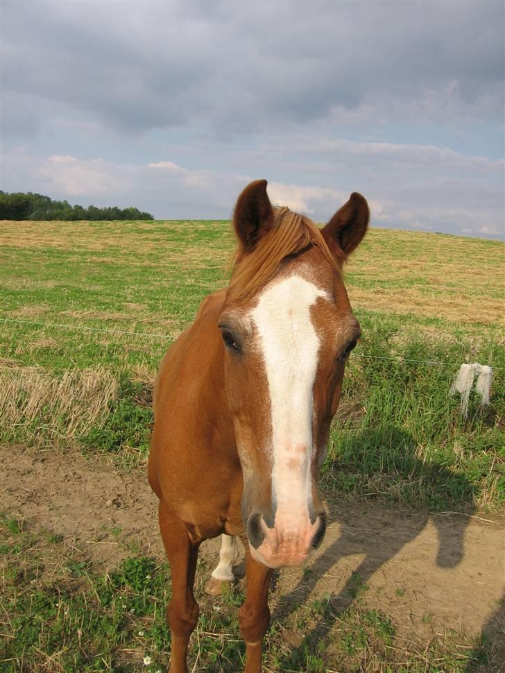 Anden særlig race Charlie - Min Engel † RIP - Charlie ILOVEYOU billede 18