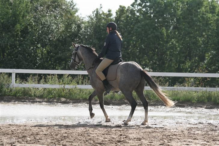 DSP Holmgaards Dalí - undervisnig.. min underviser rider ham lige... billede 9