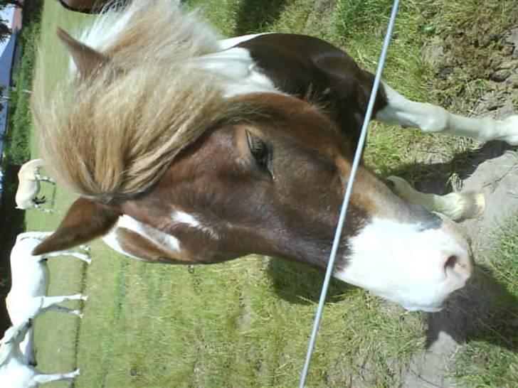 Anden særlig race indianajones!<3 R.I.P :'( - Arh... dejligt med blæsten i pandelokken :-D billede 2