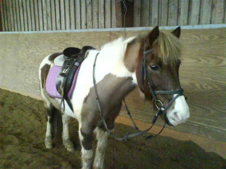 Anden særlig race indianajones!<3 R.I.P :'( - Efter ridetime xD billede 4