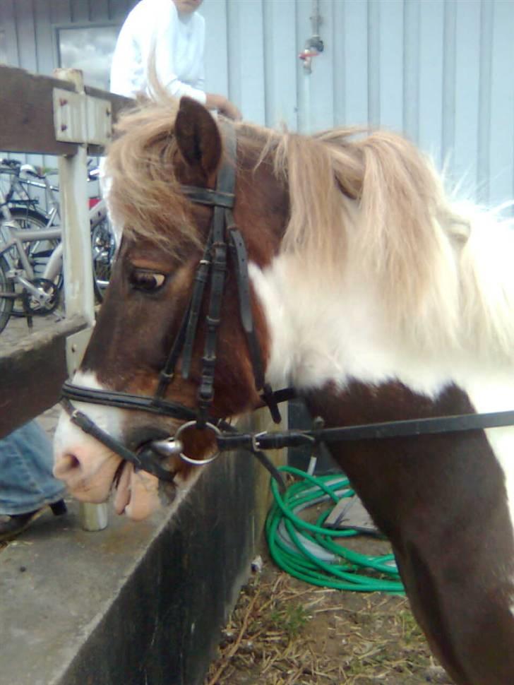 Anden særlig race indianajones!<3 R.I.P :'( - Han er lidt træt, der var mange der skulle ride på ham til stævne :-D billede 8