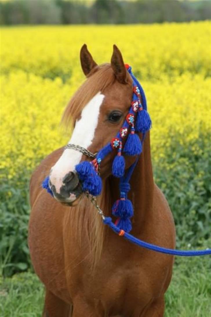 Sportsaraber (A) Yasmin billede 2