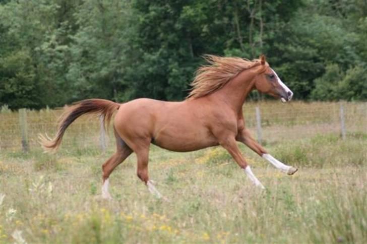 Sportsaraber (A) Yasmin billede 4