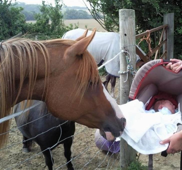 Sportsaraber (A) Yasmin billede 5