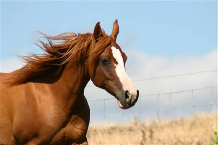 Sportsaraber (A) Yasmin billede 6