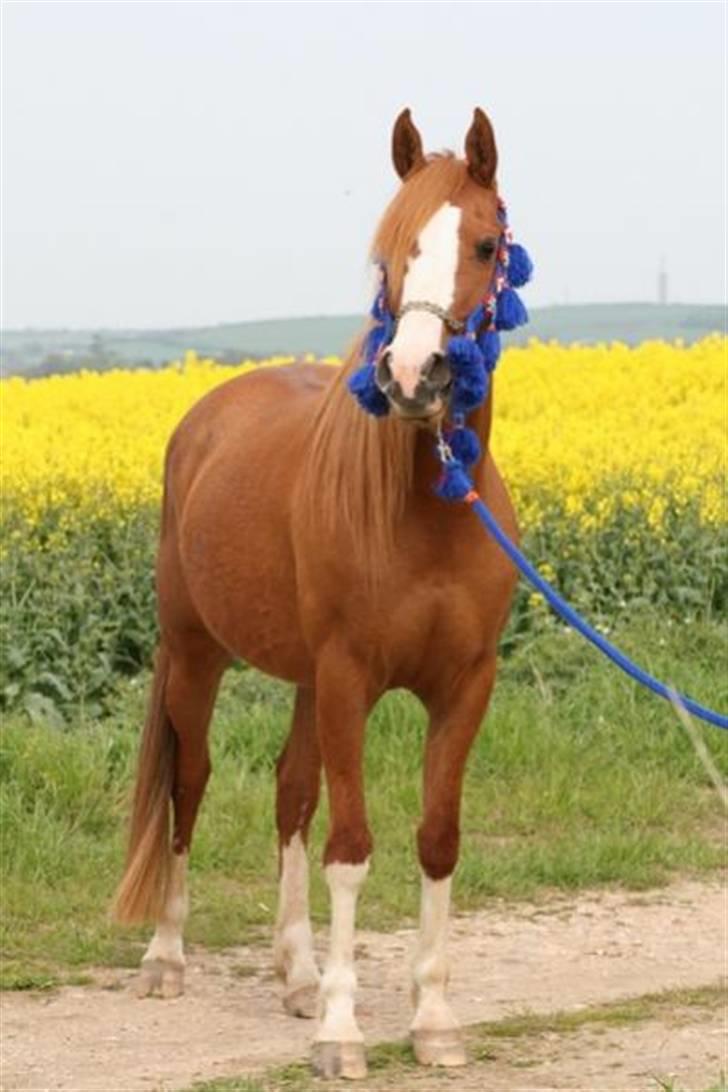 Sportsaraber (A) Yasmin billede 8