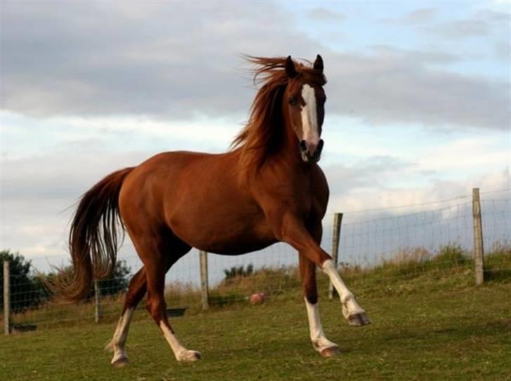 Sportsaraber (A) Yasmin billede 10