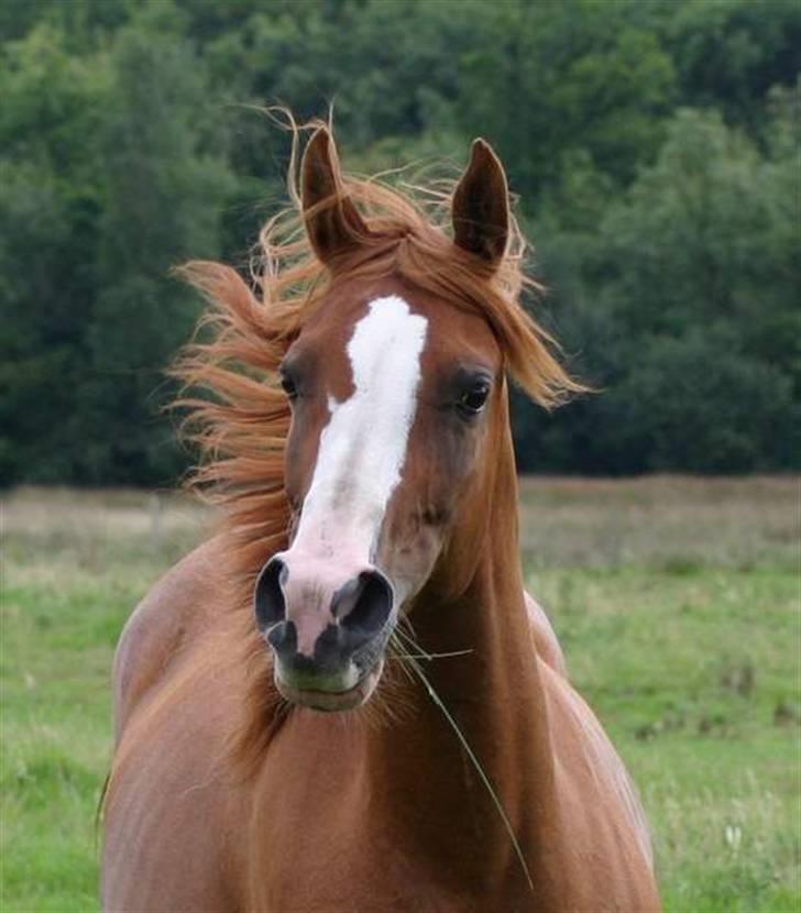 Sportsaraber (A) Yasmin billede 11