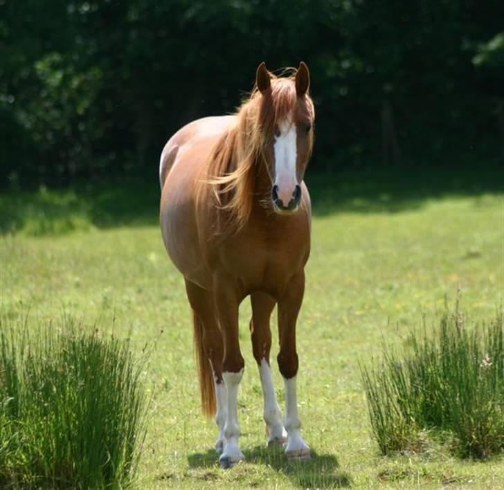 Sportsaraber (A) Yasmin billede 12