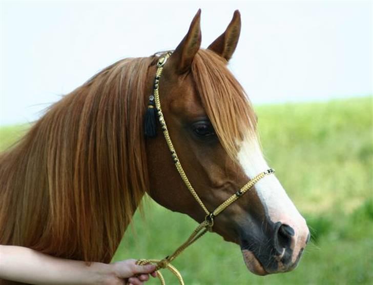 Sportsaraber (A) Yasmin billede 14