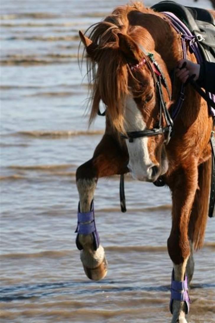 Sportsaraber (A) Yasmin billede 15