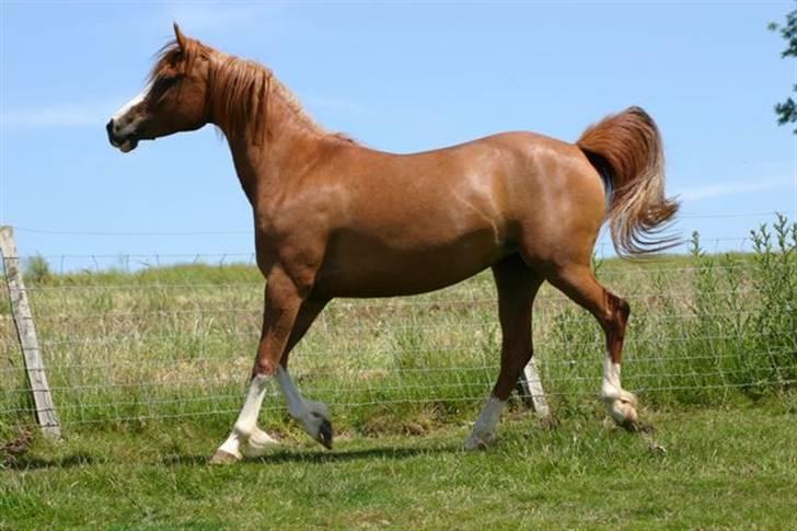 Sportsaraber (A) Yasmin billede 16