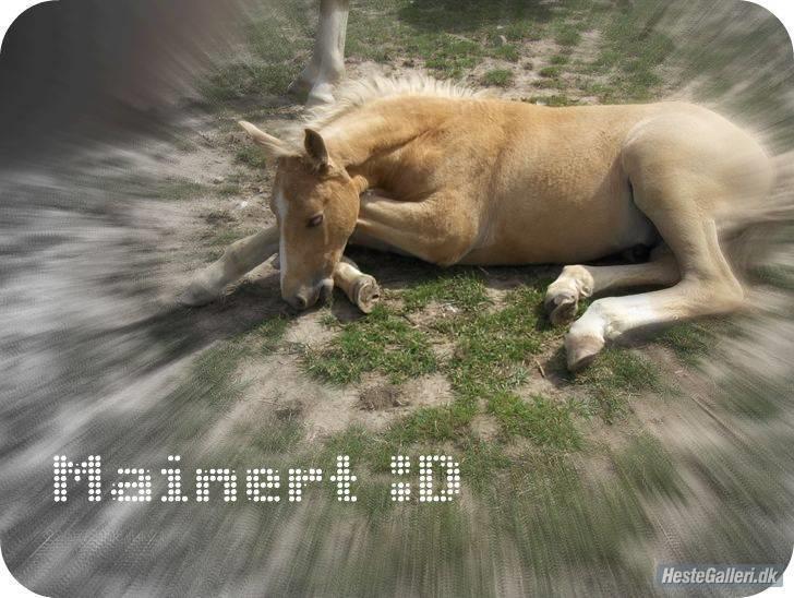 Anden særlig race Mainert Botoft billede 14