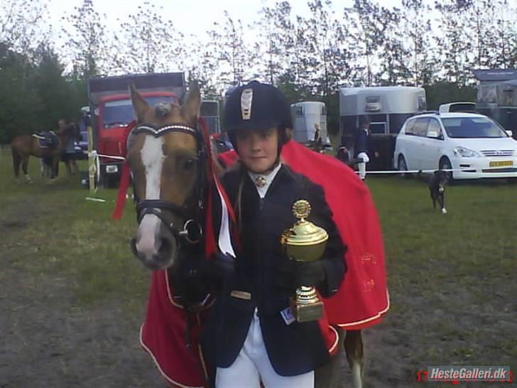 Welsh Pony af Cob-type (sec C) Faya Lobi 2002 Kasto-Glas - Lobi er såå træt efter mesterskabet! vi blev distriktsmester 2008 individuel.. billede 4