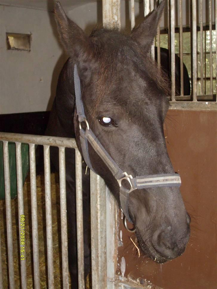 Frieser Lyngholms Knock Out billede 5