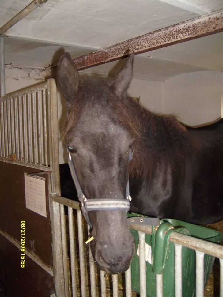 Frieser Lyngholms Knock Out - Hej! Vil du snakke med mig? billede 6