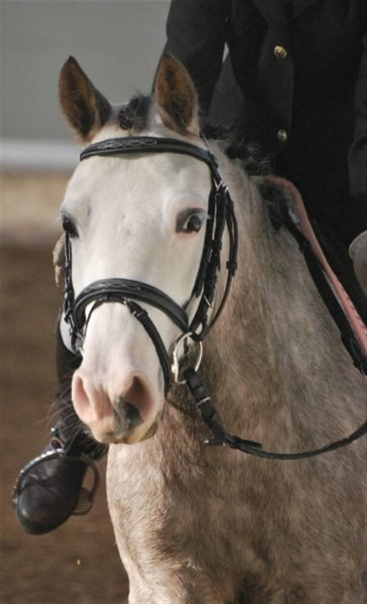 Anden særlig race Faithful´s Shakira B-pony - Du er så smuk <3 min pige!:´* Tak for billedet Ida :D<3 billede 12