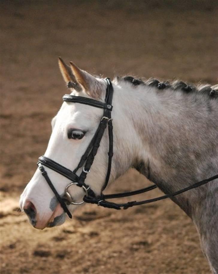 Anden særlig race Faithful´s Shakira B-pony - Smukke hovede :´*<3 Tak for billedet Ida :D<3 billede 13