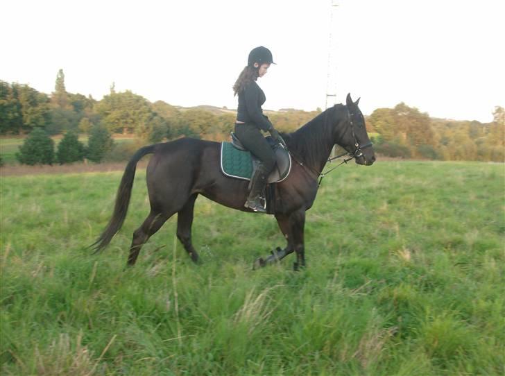 Traver In Ger Solgt - Trav, lidt små ivrig:) billede 9