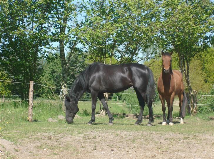 Traver In Ger Solgt - Så smuk er hun blevet efter vi har skiftet foder:) billede 11