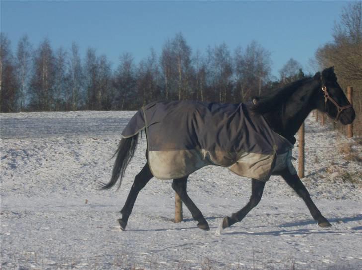 Traver In Ger Solgt - In ger i den første sne:) her i en smuk trav billede 12