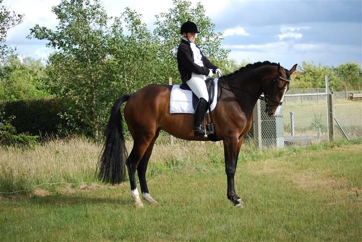 Dansk Varmblod RDH Dakina Hardsyssel - DSA 4 års Holstebro juni 2008. Portræt billede er vi ikke så gode til:-) billede 6