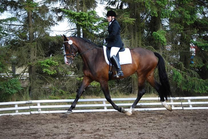 Dansk Varmblod RDH Dakina Hardsyssel - DSA 4 års 2008 billede 9