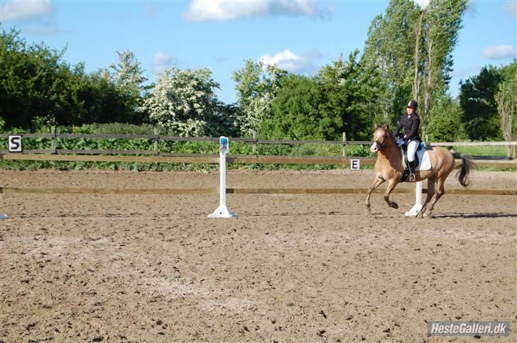 Anden særlig race Kashmir  - til dressur stævne d 23/5-09 3 plads i LC3. Elsker Dig Bamse billede 10