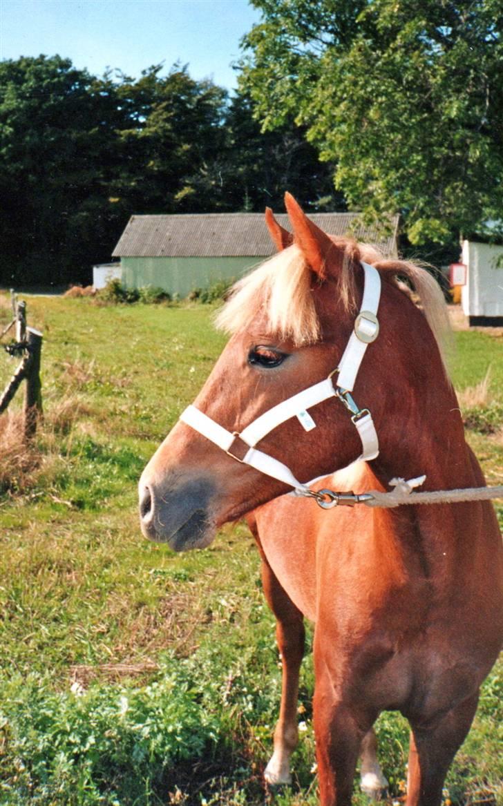 New Forest Choni er fundet !!! - Choni 1 år billede 5