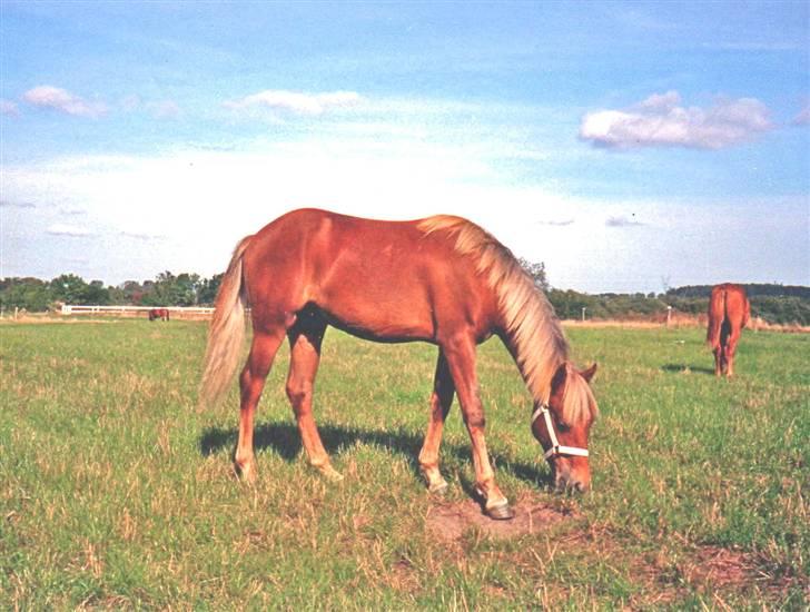 New Forest Choni er fundet !!! - Choni 1 år billede 6