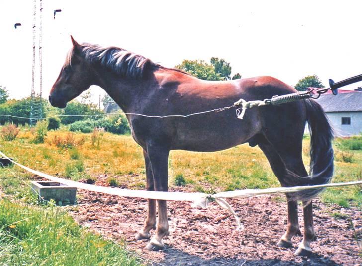 New Forest Choni er fundet !!! - Choni 3 år billede 7