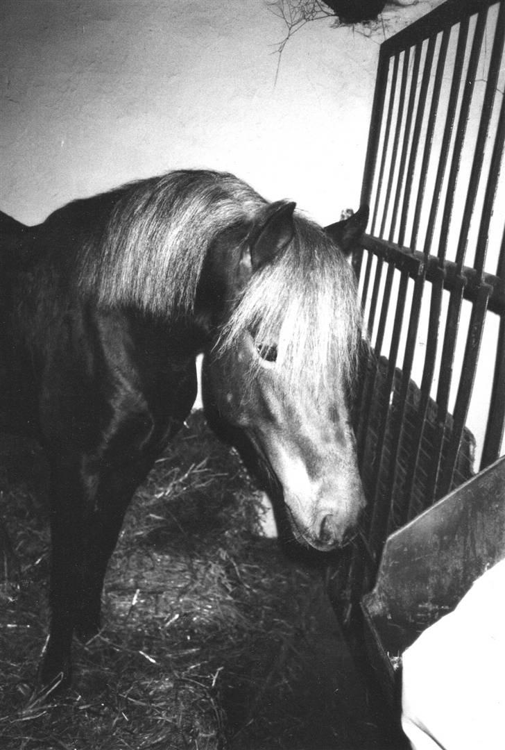 New Forest Choni er fundet !!! - Choni 3 år billede 8