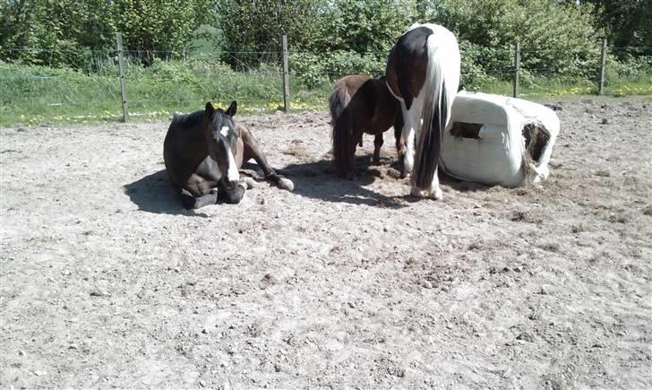 Fuldblod (XX) Regal Prime *solgt* - 10, er det bare hygge eller bare hygge.. *nyt billede 10