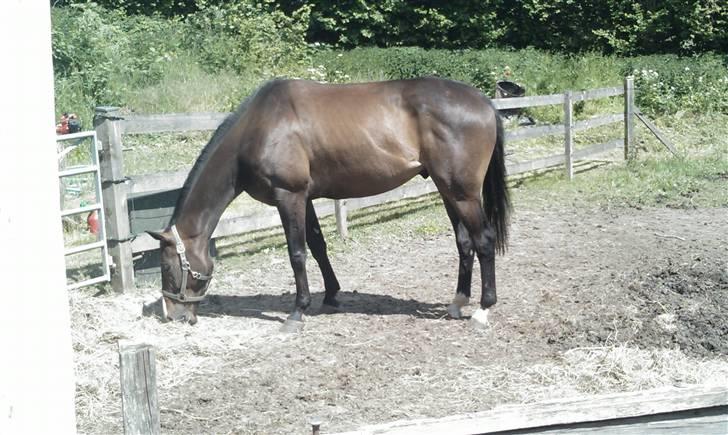 Fuldblod (XX) Regal Prime *solgt* - 11, regal som endelig er blivet resk billede 11