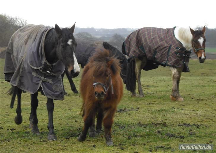 Fuldblod (XX) Regal Prime *solgt* - 12, her kommer jeg billede 12