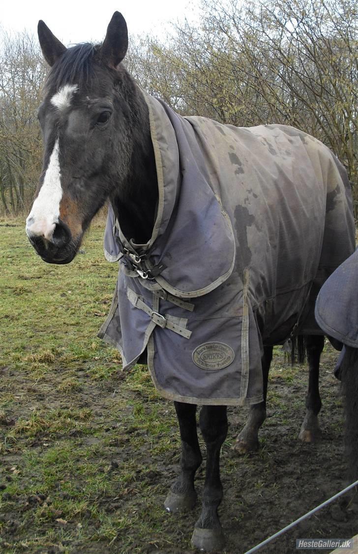 Fuldblod (XX) Regal Prime *solgt* - 14, jeg er for lækker..  billede 14