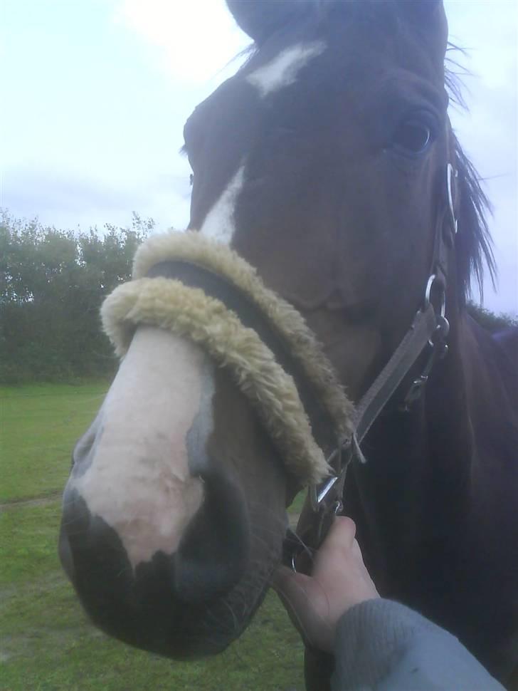 Fuldblod (XX) Regal Prime *solgt* - 15, mit flotte hovede billede 15