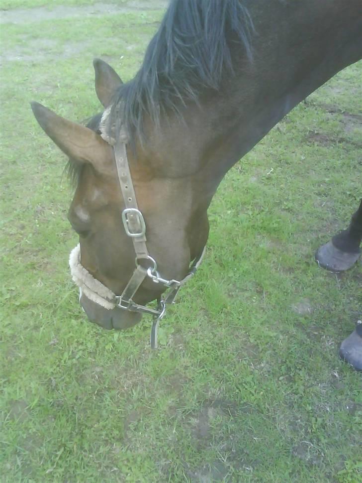 Fuldblod (XX) Regal Prime *solgt* - 16, godt med noget graes. billede 16