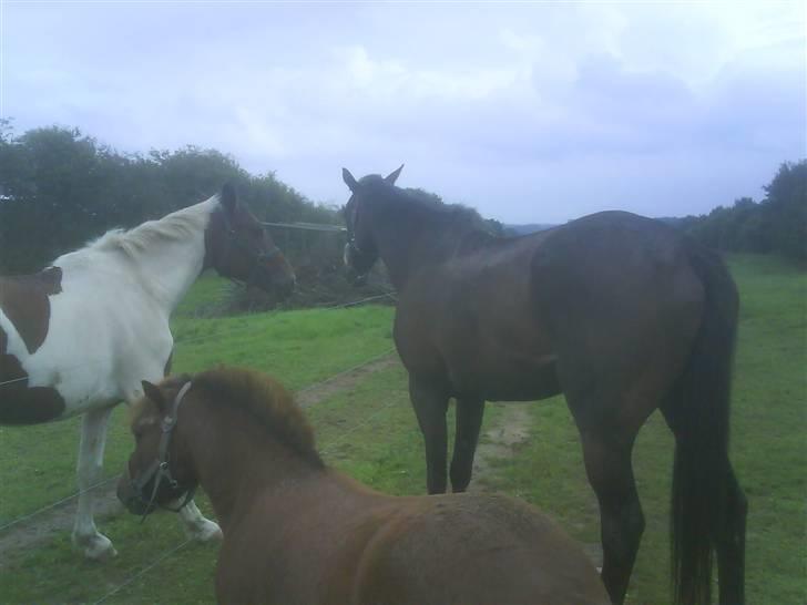 Fuldblod (XX) Regal Prime *solgt* - 17, mine nye venner billede 17