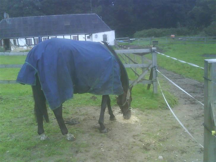 Fuldblod (XX) Regal Prime *solgt* - 18, smed mit foder over det hele.  billede 18