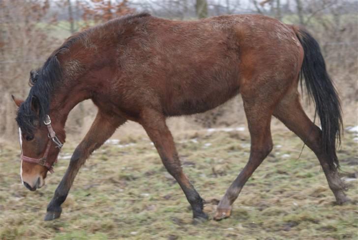 New Forest Rødtjørns Magera - solgt  billede 3